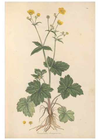 Reproducción/Reproduction 49557892387: Flora Graeca, sive, Plantarum rariorum historia, quas in provinciis aut insulis Graeciae /. Londini :Typis Richardi Taylor et socii, in Vico Shoe-Lane :MDCCCVI-MDCCCXL [1806-1840].. 