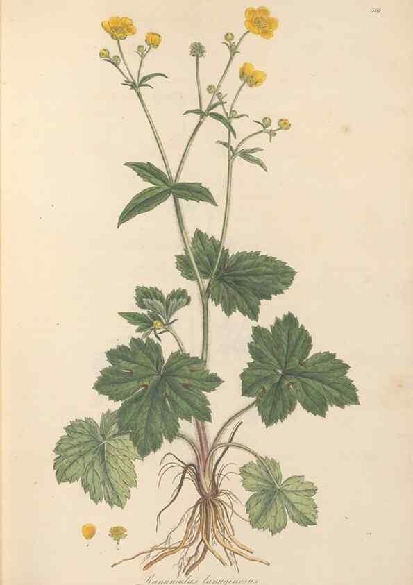 Reproducción/Reproduction 49557892387: Flora Graeca, sive, Plantarum rariorum historia, quas in provinciis aut insulis Graeciae /. Londini :Typis Richardi Taylor et socii, in Vico Shoe-Lane :MDCCCVI-MDCCCXL [1806-1840].. 