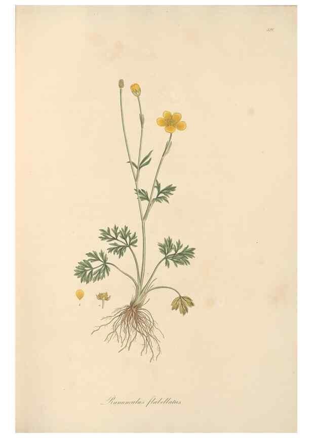 Reproducción/Reproduction 49557892707: Flora Graeca, sive, Plantarum rariorum historia, quas in provinciis aut insulis Graeciae /. Londini :Typis Richardi Taylor et socii, in Vico Shoe-Lane :MDCCCVI-MDCCCXL [1806-1840].. 