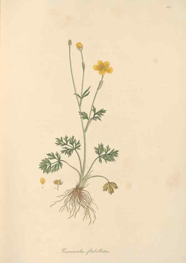 Reproducción/Reproduction 49557892707: Flora Graeca, sive, Plantarum rariorum historia, quas in provinciis aut insulis Graeciae /. Londini :Typis Richardi Taylor et socii, in Vico Shoe-Lane :MDCCCVI-MDCCCXL [1806-1840].. 