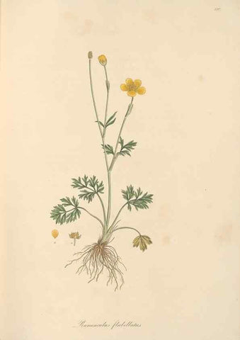 Reproducción/Reproduction 49557892707: Flora Graeca, sive, Plantarum rariorum historia, quas in provinciis aut insulis Graeciae /. Londini :Typis Richardi Taylor et socii, in Vico Shoe-Lane :MDCCCVI-MDCCCXL [1806-1840].. 