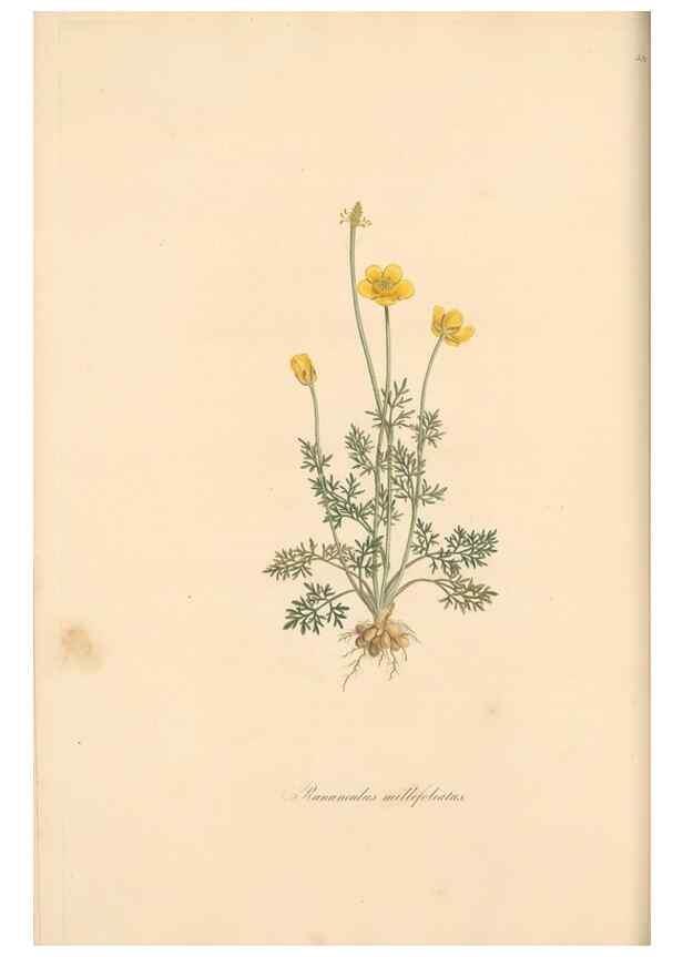 Reproducción/Reproduction 49557893042: Flora Graeca, sive, Plantarum rariorum historia, quas in provinciis aut insulis Graeciae /. Londini :Typis Richardi Taylor et socii, in Vico Shoe-Lane :MDCCCVI-MDCCCXL [1806-1840].. 