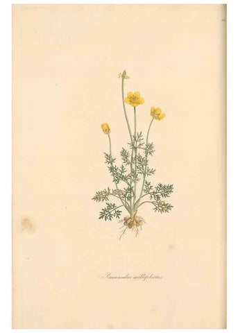 Reproducción/Reproduction 49557893042: Flora Graeca, sive, Plantarum rariorum historia, quas in provinciis aut insulis Graeciae /. Londini :Typis Richardi Taylor et socii, in Vico Shoe-Lane :MDCCCVI-MDCCCXL [1806-1840].. 