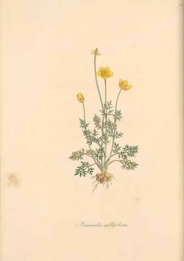 Reproducción/Reproduction 49557893042: Flora Graeca, sive, Plantarum rariorum historia, quas in provinciis aut insulis Graeciae /. Londini :Typis Richardi Taylor et socii, in Vico Shoe-Lane :MDCCCVI-MDCCCXL [1806-1840].. 