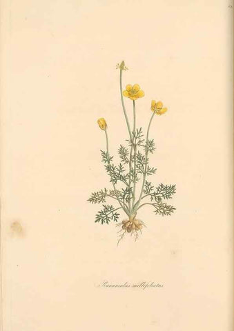 Reproducción/Reproduction 49557893042: Flora Graeca, sive, Plantarum rariorum historia, quas in provinciis aut insulis Graeciae /. Londini :Typis Richardi Taylor et socii, in Vico Shoe-Lane :MDCCCVI-MDCCCXL [1806-1840].. 