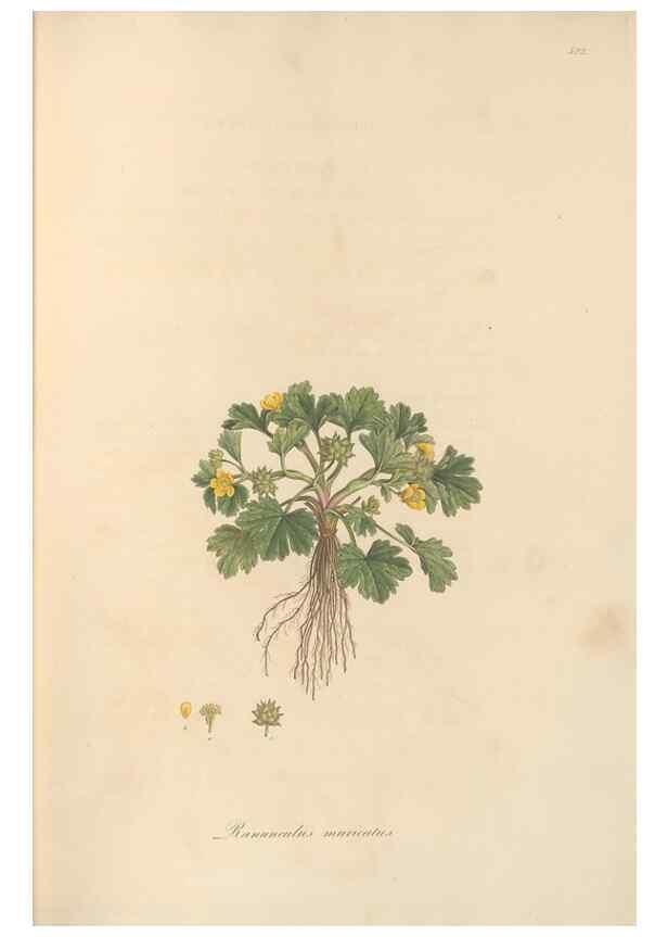 Reproducción/Reproduction 49557893347: Flora Graeca, sive, Plantarum rariorum historia, quas in provinciis aut insulis Graeciae /. Londini :Typis Richardi Taylor et socii, in Vico Shoe-Lane :MDCCCVI-MDCCCXL [1806-1840].. 
