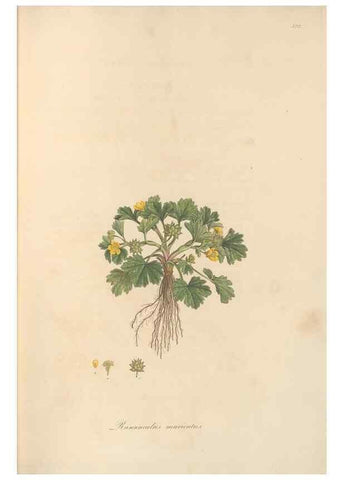 Reproducción/Reproduction 49557893347: Flora Graeca, sive, Plantarum rariorum historia, quas in provinciis aut insulis Graeciae /. Londini :Typis Richardi Taylor et socii, in Vico Shoe-Lane :MDCCCVI-MDCCCXL [1806-1840].. 