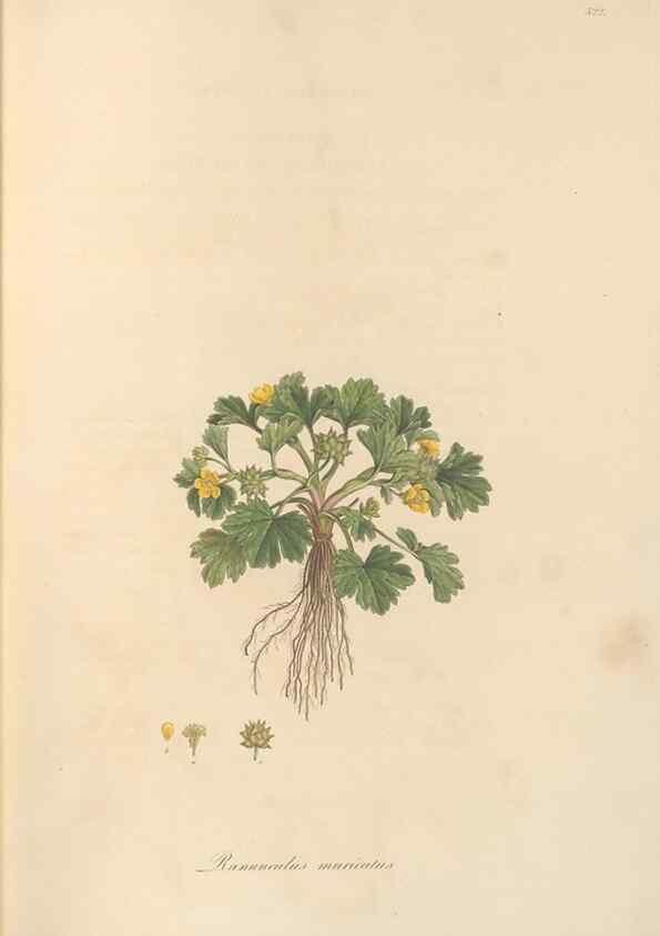 Reproducción/Reproduction 49557893347: Flora Graeca, sive, Plantarum rariorum historia, quas in provinciis aut insulis Graeciae /. Londini :Typis Richardi Taylor et socii, in Vico Shoe-Lane :MDCCCVI-MDCCCXL [1806-1840].. 