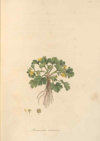 Reproducción/Reproduction 49557893347: Flora Graeca, sive, Plantarum rariorum historia, quas in provinciis aut insulis Graeciae /. Londini :Typis Richardi Taylor et socii, in Vico Shoe-Lane :MDCCCVI-MDCCCXL [1806-1840].. 