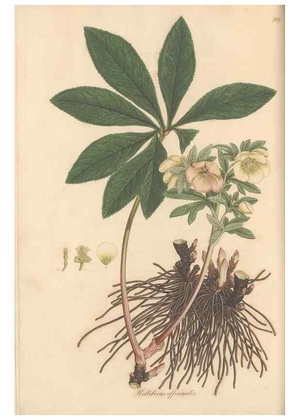 Reproducción/Reproduction 49557161398: Flora Graeca, sive, Plantarum rariorum historia, quas in provinciis aut insulis Graeciae /. Londini :Typis Richardi Taylor et socii, in Vico Shoe-Lane :MDCCCVI-MDCCCXL [1806-1840].. 