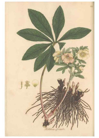 Reproducción/Reproduction 49557161398: Flora Graeca, sive, Plantarum rariorum historia, quas in provinciis aut insulis Graeciae /. Londini :Typis Richardi Taylor et socii, in Vico Shoe-Lane :MDCCCVI-MDCCCXL [1806-1840].. 