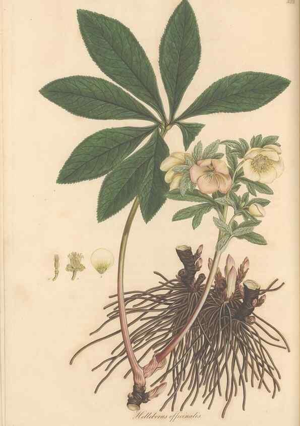 Reproducción/Reproduction 49557161398: Flora Graeca, sive, Plantarum rariorum historia, quas in provinciis aut insulis Graeciae /. Londini :Typis Richardi Taylor et socii, in Vico Shoe-Lane :MDCCCVI-MDCCCXL [1806-1840].. 