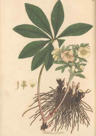 Reproducción/Reproduction 49557161398: Flora Graeca, sive, Plantarum rariorum historia, quas in provinciis aut insulis Graeciae /. Londini :Typis Richardi Taylor et socii, in Vico Shoe-Lane :MDCCCVI-MDCCCXL [1806-1840].. 