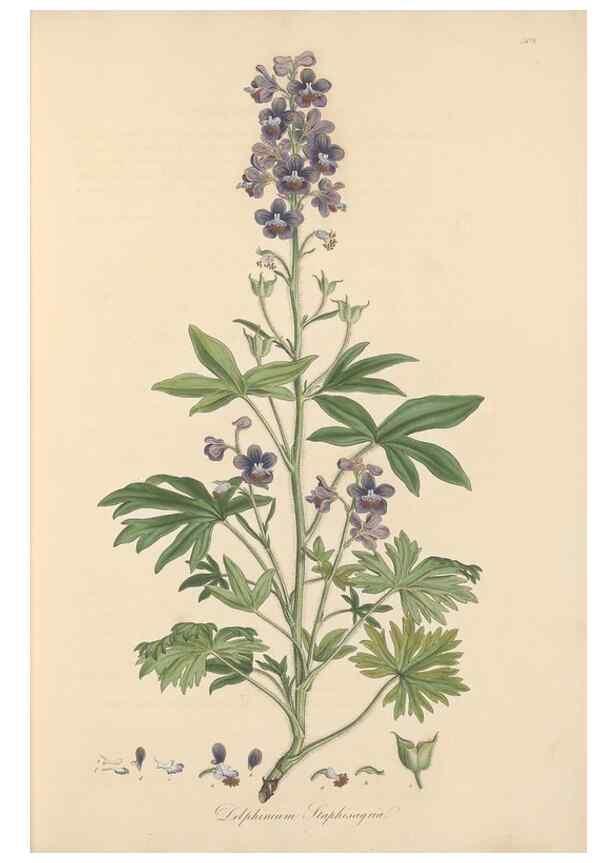 Reproducción/Reproduction 49557654701: Flora Graeca, sive, Plantarum rariorum historia, quas in provinciis aut insulis Graeciae /. Londini :Typis Richardi Taylor et socii, in Vico Shoe-Lane :MDCCCVI-MDCCCXL [1806-1840].. 