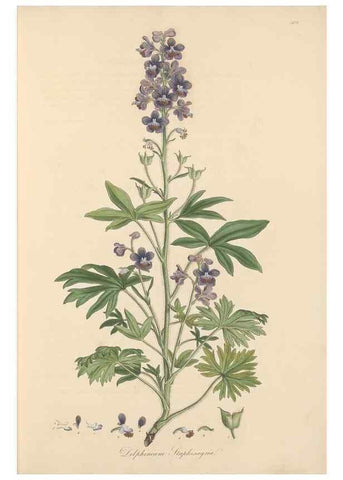 Reproducción/Reproduction 49557654701: Flora Graeca, sive, Plantarum rariorum historia, quas in provinciis aut insulis Graeciae /. Londini :Typis Richardi Taylor et socii, in Vico Shoe-Lane :MDCCCVI-MDCCCXL [1806-1840].. 