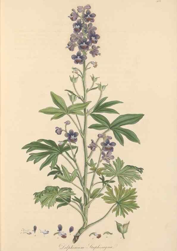 Reproducción/Reproduction 49557654701: Flora Graeca, sive, Plantarum rariorum historia, quas in provinciis aut insulis Graeciae /. Londini :Typis Richardi Taylor et socii, in Vico Shoe-Lane :MDCCCVI-MDCCCXL [1806-1840].. 