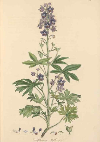 Reproducción/Reproduction 49557654701: Flora Graeca, sive, Plantarum rariorum historia, quas in provinciis aut insulis Graeciae /. Londini :Typis Richardi Taylor et socii, in Vico Shoe-Lane :MDCCCVI-MDCCCXL [1806-1840].. 