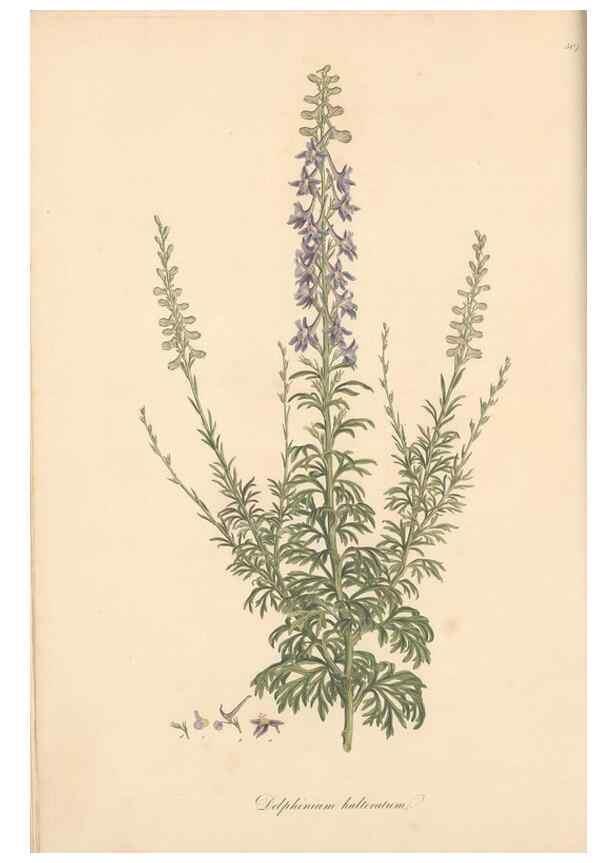 Reproducción/Reproduction 49557654501: Flora Graeca, sive, Plantarum rariorum historia, quas in provinciis aut insulis Graeciae /. Londini :Typis Richardi Taylor et socii, in Vico Shoe-Lane :MDCCCVI-MDCCCXL [1806-1840].. 