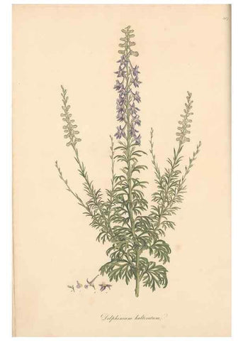 Reproducción/Reproduction 49557654501: Flora Graeca, sive, Plantarum rariorum historia, quas in provinciis aut insulis Graeciae /. Londini :Typis Richardi Taylor et socii, in Vico Shoe-Lane :MDCCCVI-MDCCCXL [1806-1840].. 