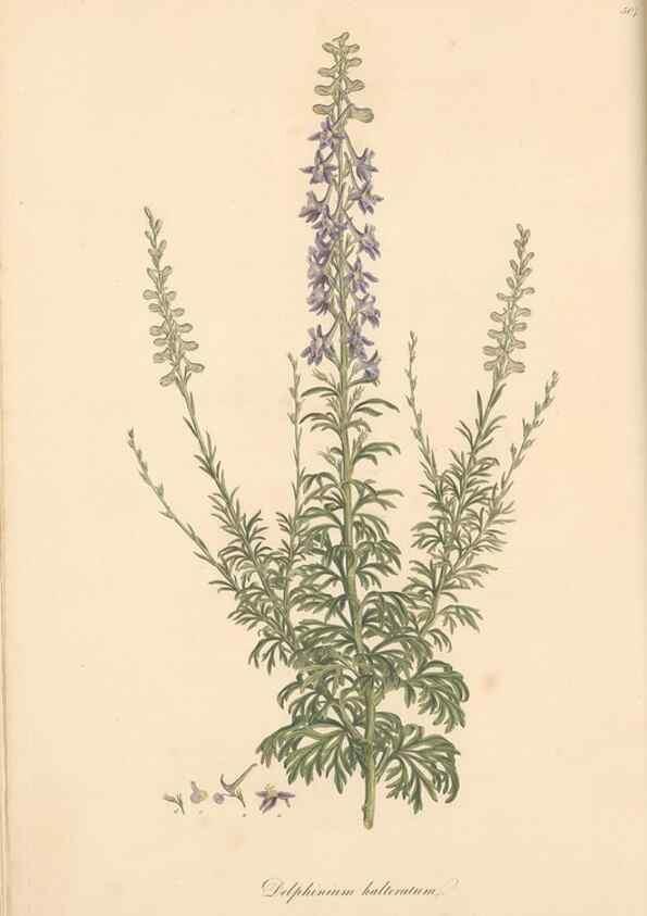 Reproducción/Reproduction 49557654501: Flora Graeca, sive, Plantarum rariorum historia, quas in provinciis aut insulis Graeciae /. Londini :Typis Richardi Taylor et socii, in Vico Shoe-Lane :MDCCCVI-MDCCCXL [1806-1840].. 