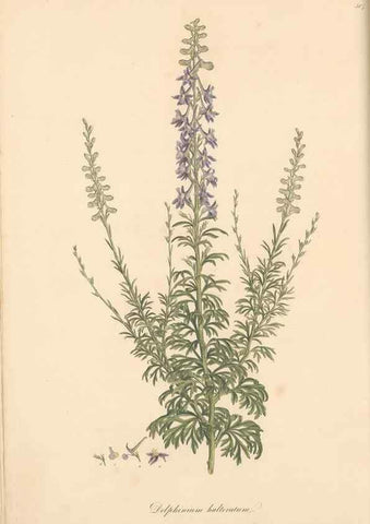 Reproducción/Reproduction 49557654501: Flora Graeca, sive, Plantarum rariorum historia, quas in provinciis aut insulis Graeciae /. Londini :Typis Richardi Taylor et socii, in Vico Shoe-Lane :MDCCCVI-MDCCCXL [1806-1840].. 