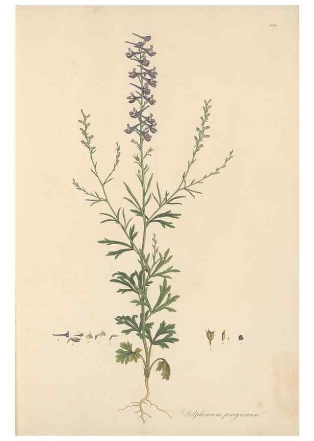 Reproducción/Reproduction 49557156513: Flora Graeca, sive, Plantarum rariorum historia, quas in provinciis aut insulis Graeciae /. Londini :Typis Richardi Taylor et socii, in Vico Shoe-Lane :MDCCCVI-MDCCCXL [1806-1840].. 