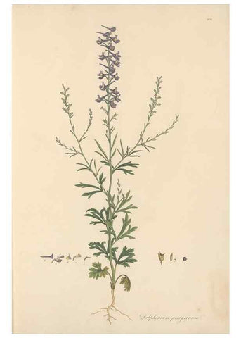 Reproducción/Reproduction 49557156513: Flora Graeca, sive, Plantarum rariorum historia, quas in provinciis aut insulis Graeciae /. Londini :Typis Richardi Taylor et socii, in Vico Shoe-Lane :MDCCCVI-MDCCCXL [1806-1840].. 