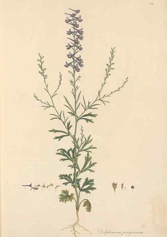 Reproducción/Reproduction 49557156513: Flora Graeca, sive, Plantarum rariorum historia, quas in provinciis aut insulis Graeciae /. Londini :Typis Richardi Taylor et socii, in Vico Shoe-Lane :MDCCCVI-MDCCCXL [1806-1840].. 