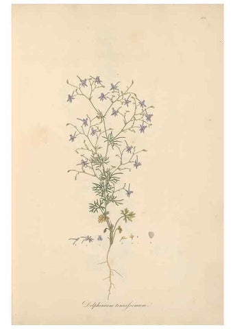 Reproducción/Reproduction 49557888177: Flora Graeca, sive, Plantarum rariorum historia, quas in provinciis aut insulis Graeciae /. Londini :Typis Richardi Taylor et socii, in Vico Shoe-Lane :MDCCCVI-MDCCCXL [1806-1840].. 
