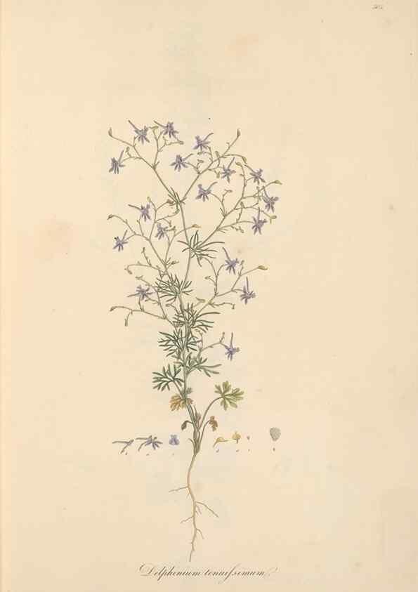 Reproducción/Reproduction 49557888177: Flora Graeca, sive, Plantarum rariorum historia, quas in provinciis aut insulis Graeciae /. Londini :Typis Richardi Taylor et socii, in Vico Shoe-Lane :MDCCCVI-MDCCCXL [1806-1840].. 
