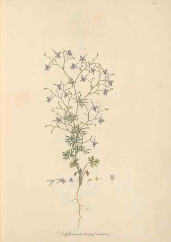 Reproducción/Reproduction 49557888177: Flora Graeca, sive, Plantarum rariorum historia, quas in provinciis aut insulis Graeciae /. Londini :Typis Richardi Taylor et socii, in Vico Shoe-Lane :MDCCCVI-MDCCCXL [1806-1840].. 