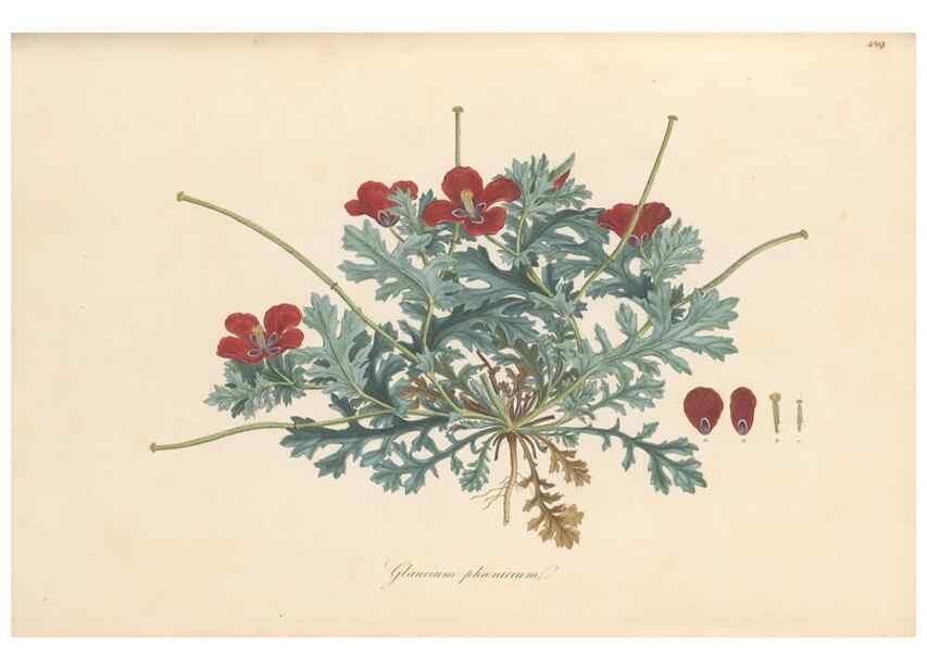 Reproducción/Reproduction 49557085208: Flora Graeca, sive, Plantarum rariorum historia, quas in provinciis aut insulis Graeciae /. Londini :Typis Richardi Taylor et socii, in Vico Shoe-Lane :MDCCCVI-MDCCCXL [1806-1840].. 