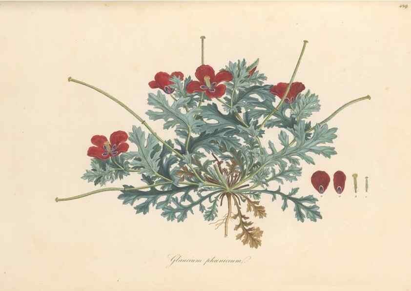 Reproducción/Reproduction 49557085208: Flora Graeca, sive, Plantarum rariorum historia, quas in provinciis aut insulis Graeciae /. Londini :Typis Richardi Taylor et socii, in Vico Shoe-Lane :MDCCCVI-MDCCCXL [1806-1840].. 