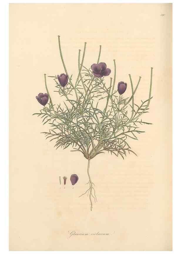 Reproducción/Reproduction 49557085558: Flora Graeca, sive, Plantarum rariorum historia, quas in provinciis aut insulis Graeciae /. Londini :Typis Richardi Taylor et socii, in Vico Shoe-Lane :MDCCCVI-MDCCCXL [1806-1840].. 