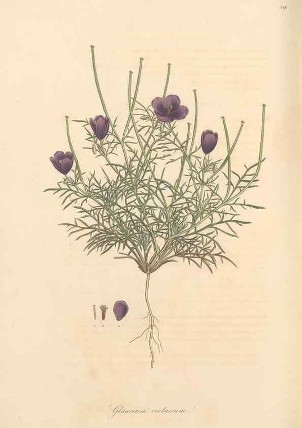 Reproducción/Reproduction 49557085558: Flora Graeca, sive, Plantarum rariorum historia, quas in provinciis aut insulis Graeciae /. Londini :Typis Richardi Taylor et socii, in Vico Shoe-Lane :MDCCCVI-MDCCCXL [1806-1840].. 