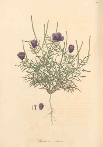 Reproducción/Reproduction 49557085558: Flora Graeca, sive, Plantarum rariorum historia, quas in provinciis aut insulis Graeciae /. Londini :Typis Richardi Taylor et socii, in Vico Shoe-Lane :MDCCCVI-MDCCCXL [1806-1840].. 