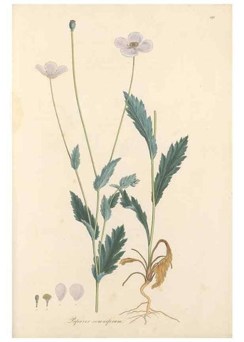 Reproducción/Reproduction 49557583391: Flora Graeca, sive, Plantarum rariorum historia, quas in provinciis aut insulis Graeciae /. Londini :Typis Richardi Taylor et socii, in Vico Shoe-Lane :MDCCCVI-MDCCCXL [1806-1840].. 