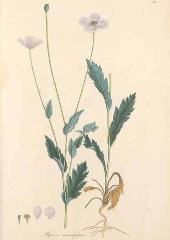 Reproducción/Reproduction 49557583391: Flora Graeca, sive, Plantarum rariorum historia, quas in provinciis aut insulis Graeciae /. Londini :Typis Richardi Taylor et socii, in Vico Shoe-Lane :MDCCCVI-MDCCCXL [1806-1840].. 