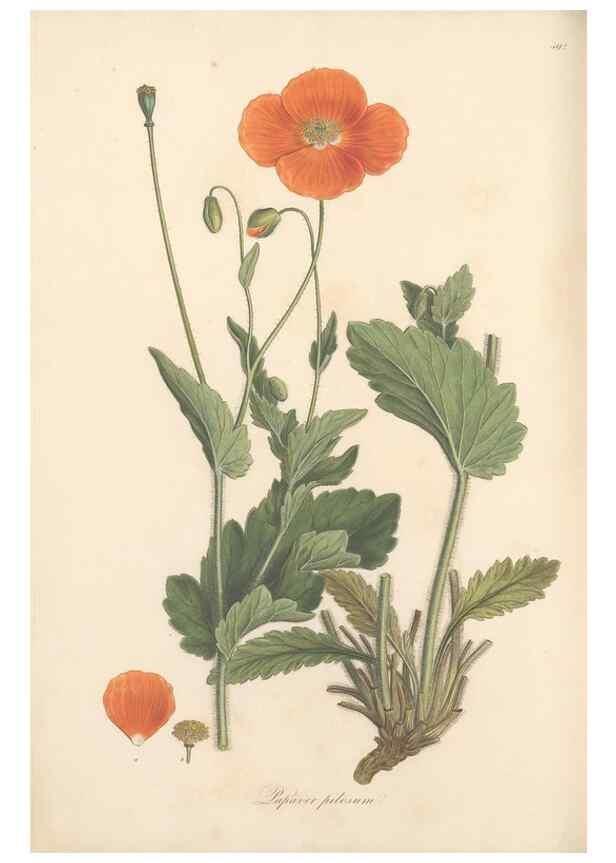 Reproducción/Reproduction 49557583761: Flora Graeca, sive, Plantarum rariorum historia, quas in provinciis aut insulis Graeciae /. Londini :Typis Richardi Taylor et socii, in Vico Shoe-Lane :MDCCCVI-MDCCCXL [1806-1840].. 