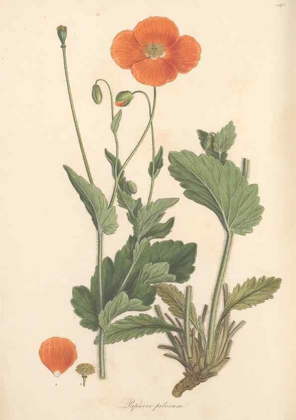 Reproducción/Reproduction 49557583761: Flora Graeca, sive, Plantarum rariorum historia, quas in provinciis aut insulis Graeciae /. Londini :Typis Richardi Taylor et socii, in Vico Shoe-Lane :MDCCCVI-MDCCCXL [1806-1840].. 