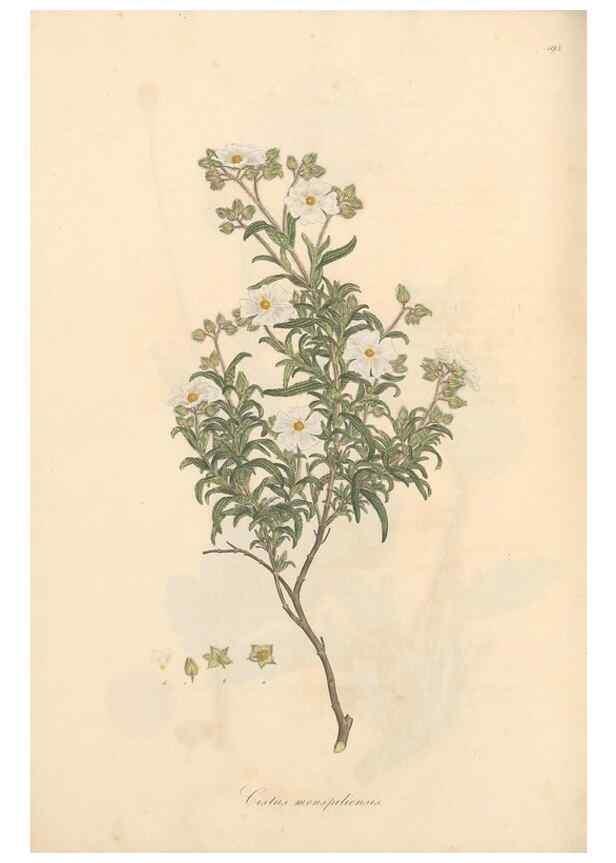 Reproducción/Reproduction 49557086688: Flora Graeca, sive, Plantarum rariorum historia, quas in provinciis aut insulis Graeciae /. Londini :Typis Richardi Taylor et socii, in Vico Shoe-Lane :MDCCCVI-MDCCCXL [1806-1840].. 