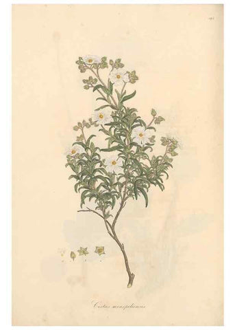 Reproducción/Reproduction 49557086688: Flora Graeca, sive, Plantarum rariorum historia, quas in provinciis aut insulis Graeciae /. Londini :Typis Richardi Taylor et socii, in Vico Shoe-Lane :MDCCCVI-MDCCCXL [1806-1840].. 
