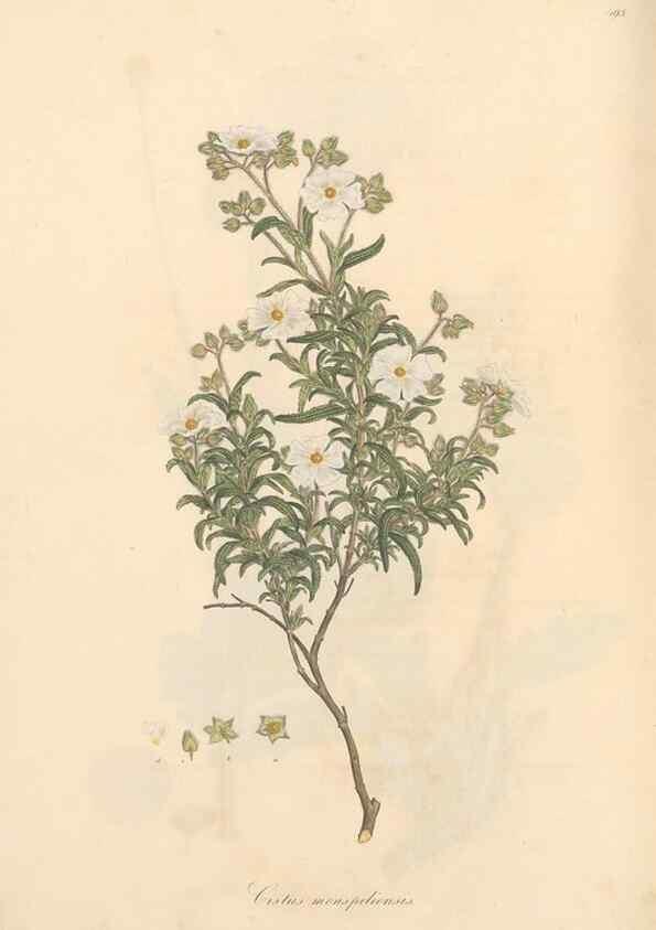 Reproducción/Reproduction 49557086688: Flora Graeca, sive, Plantarum rariorum historia, quas in provinciis aut insulis Graeciae /. Londini :Typis Richardi Taylor et socii, in Vico Shoe-Lane :MDCCCVI-MDCCCXL [1806-1840].. 