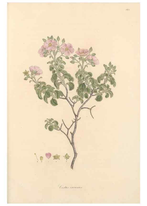 Reproducción/Reproduction 49557584346: Flora Graeca, sive, Plantarum rariorum historia, quas in provinciis aut insulis Graeciae /. Londini :Typis Richardi Taylor et socii, in Vico Shoe-Lane :MDCCCVI-MDCCCXL [1806-1840].. 