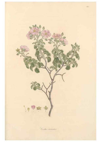 Reproducción/Reproduction 49557584346: Flora Graeca, sive, Plantarum rariorum historia, quas in provinciis aut insulis Graeciae /. Londini :Typis Richardi Taylor et socii, in Vico Shoe-Lane :MDCCCVI-MDCCCXL [1806-1840].. 
