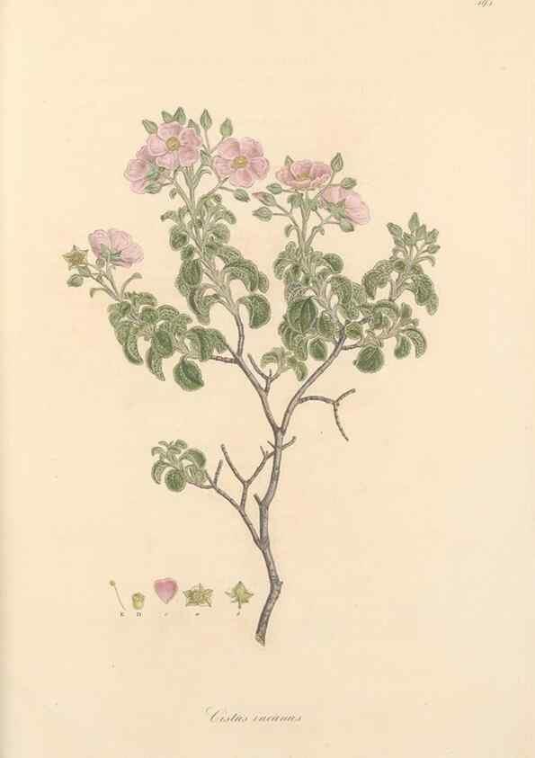 Reproducción/Reproduction 49557584346: Flora Graeca, sive, Plantarum rariorum historia, quas in provinciis aut insulis Graeciae /. Londini :Typis Richardi Taylor et socii, in Vico Shoe-Lane :MDCCCVI-MDCCCXL [1806-1840].. 