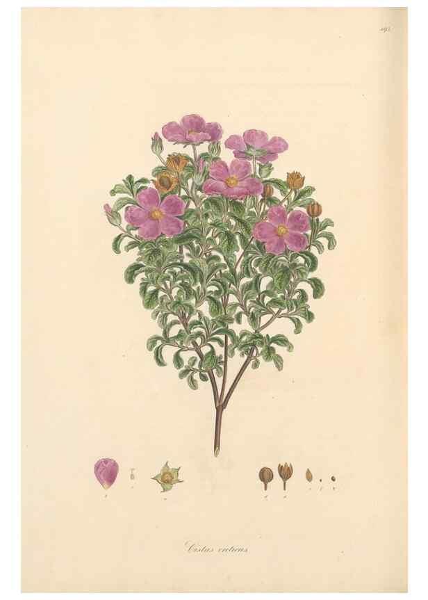 Reproducción/Reproduction 49557087453: Flora Graeca, sive, Plantarum rariorum historia, quas in provinciis aut insulis Graeciae /. Londini :Typis Richardi Taylor et socii, in Vico Shoe-Lane :MDCCCVI-MDCCCXL [1806-1840].. 