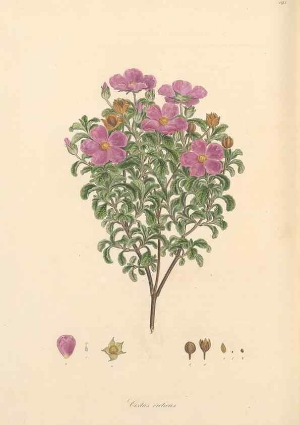 Reproducción/Reproduction 49557087453: Flora Graeca, sive, Plantarum rariorum historia, quas in provinciis aut insulis Graeciae /. Londini :Typis Richardi Taylor et socii, in Vico Shoe-Lane :MDCCCVI-MDCCCXL [1806-1840].. 