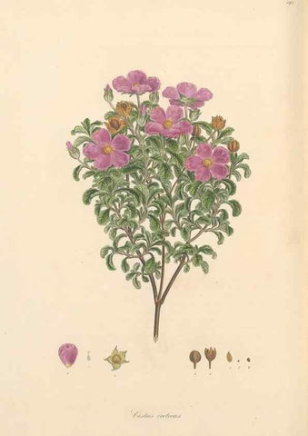 Reproducción/Reproduction 49557087453: Flora Graeca, sive, Plantarum rariorum historia, quas in provinciis aut insulis Graeciae /. Londini :Typis Richardi Taylor et socii, in Vico Shoe-Lane :MDCCCVI-MDCCCXL [1806-1840].. 