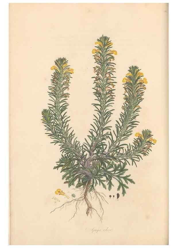 Reproducción/Reproduction 49557161738: Flora Graeca, sive, Plantarum rariorum historia, quas in provinciis aut insulis Graeciae /. Londini :Typis Richardi Taylor et socii, in Vico Shoe-Lane :MDCCCVI-MDCCCXL [1806-1840].. 